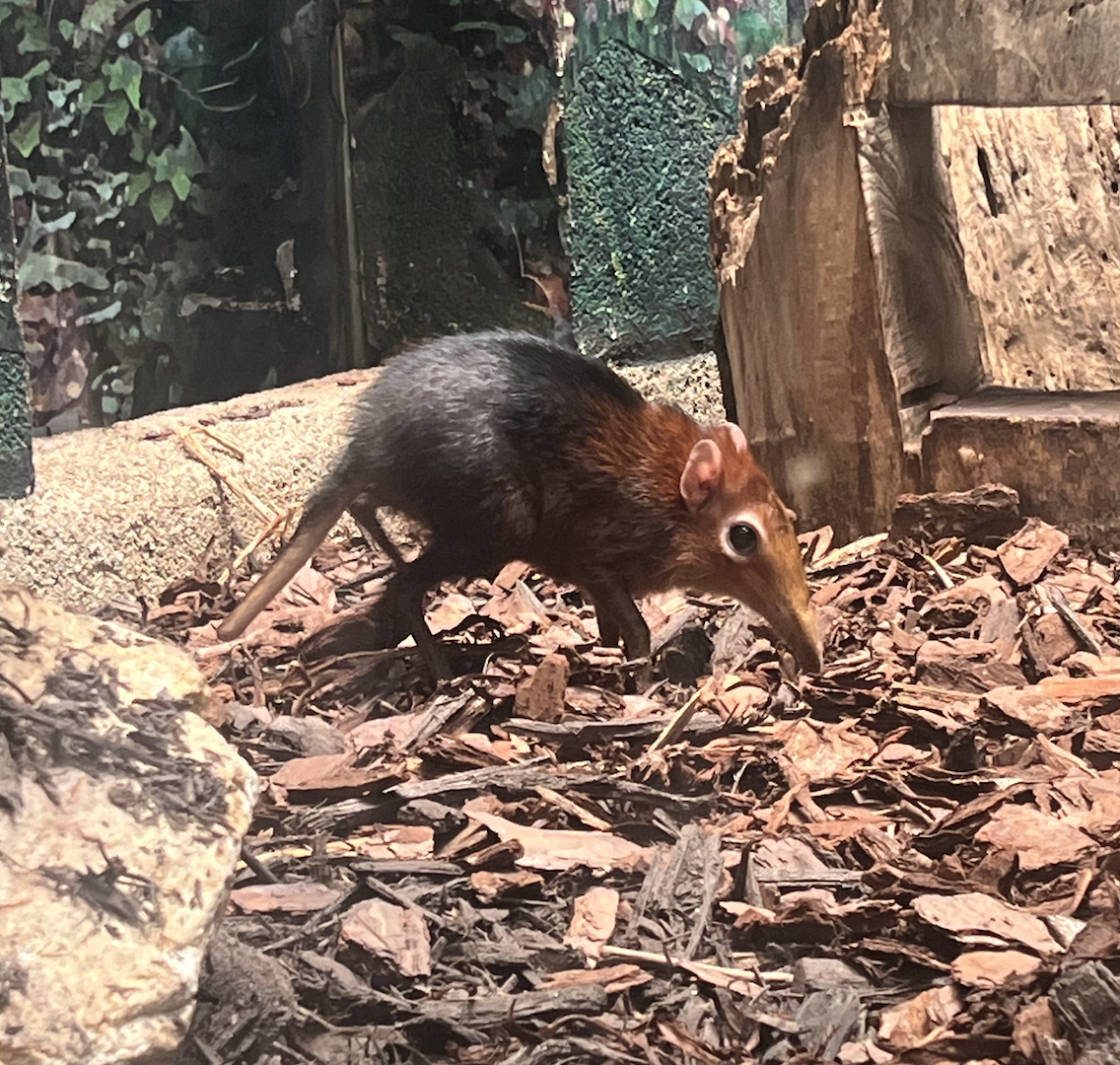 Photo of elephant shrew