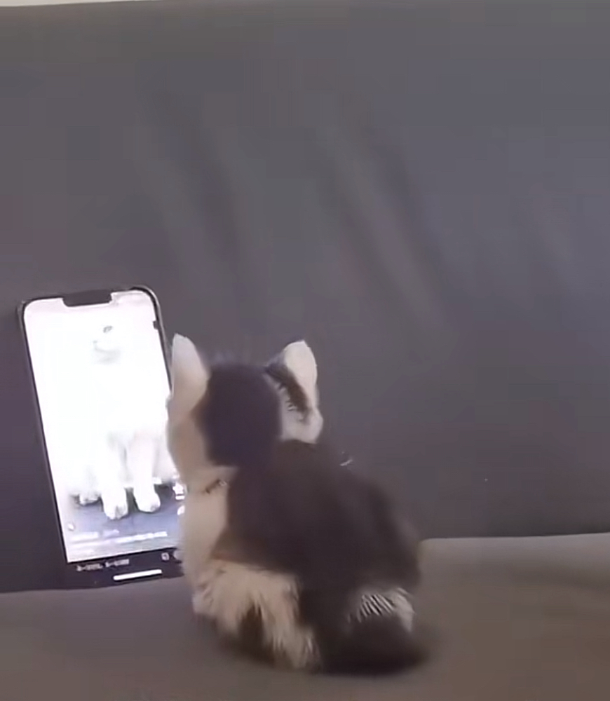 Cat on da phone