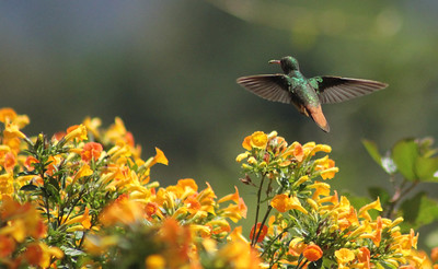 Hummingbird