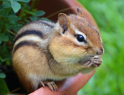 cute squirrel