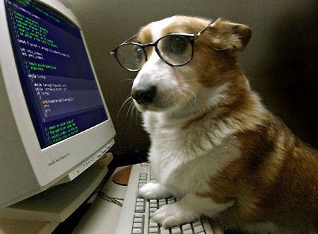 Puppy programming on computer