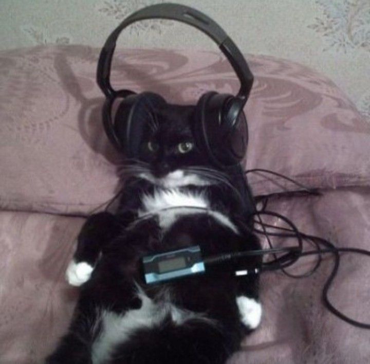 Cat listening to music