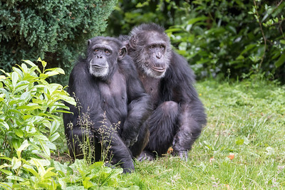 Chimpanzee Image