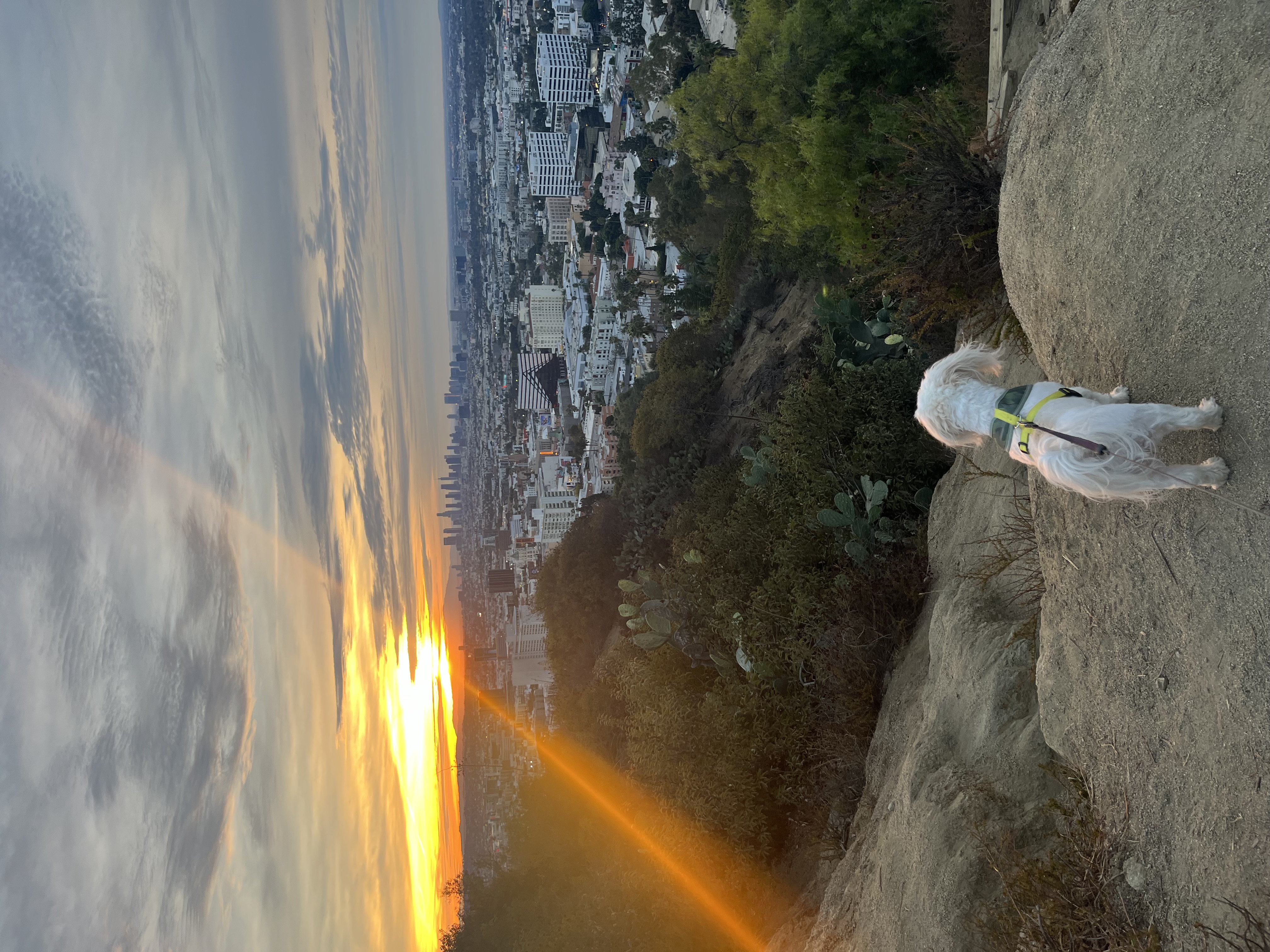 my dog coco on a hike