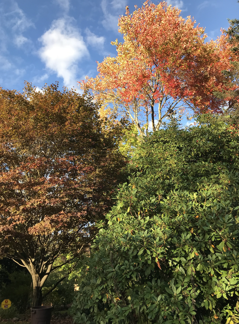 colorfull fall trees