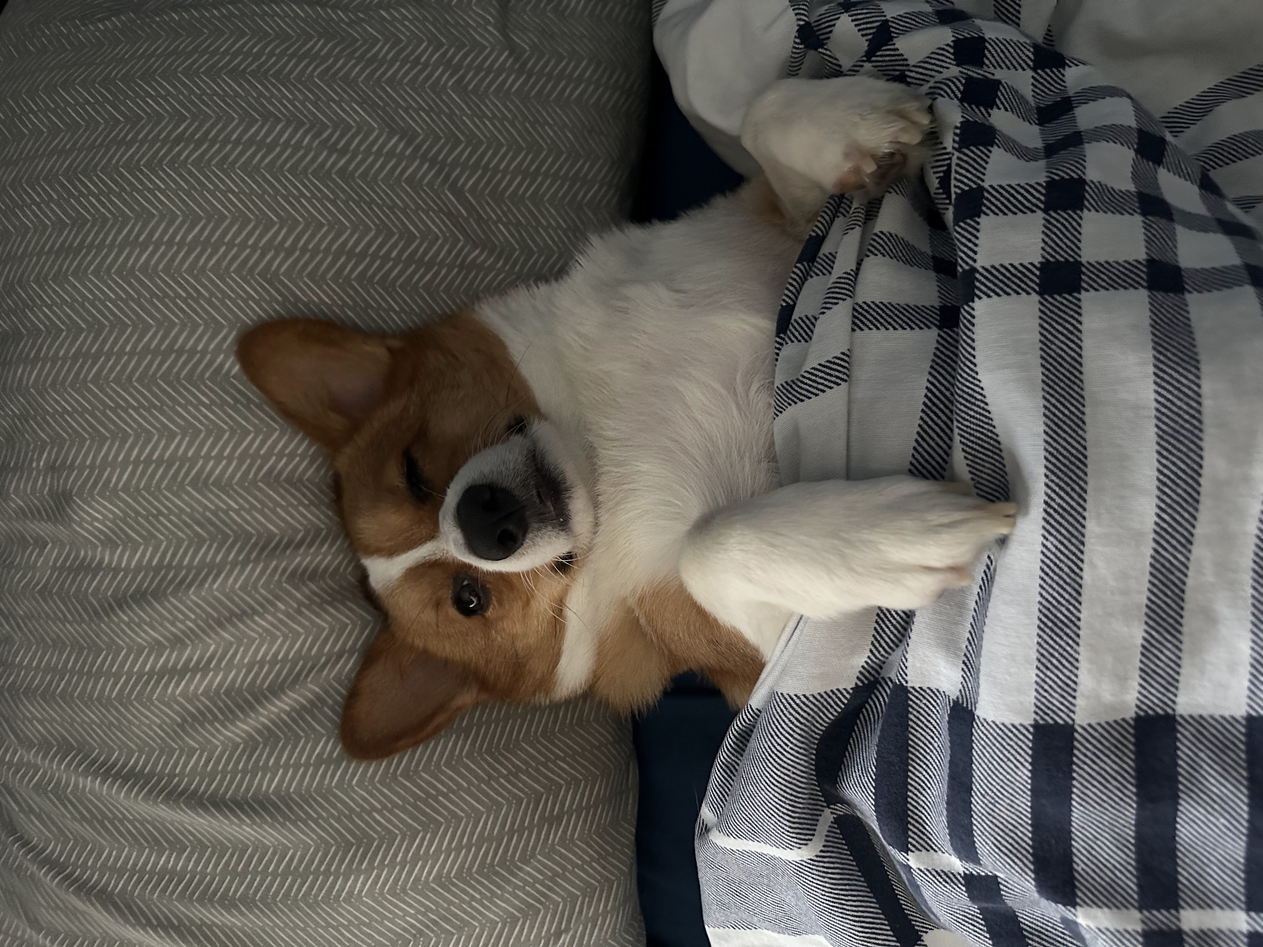 A small corgi tucked into bed