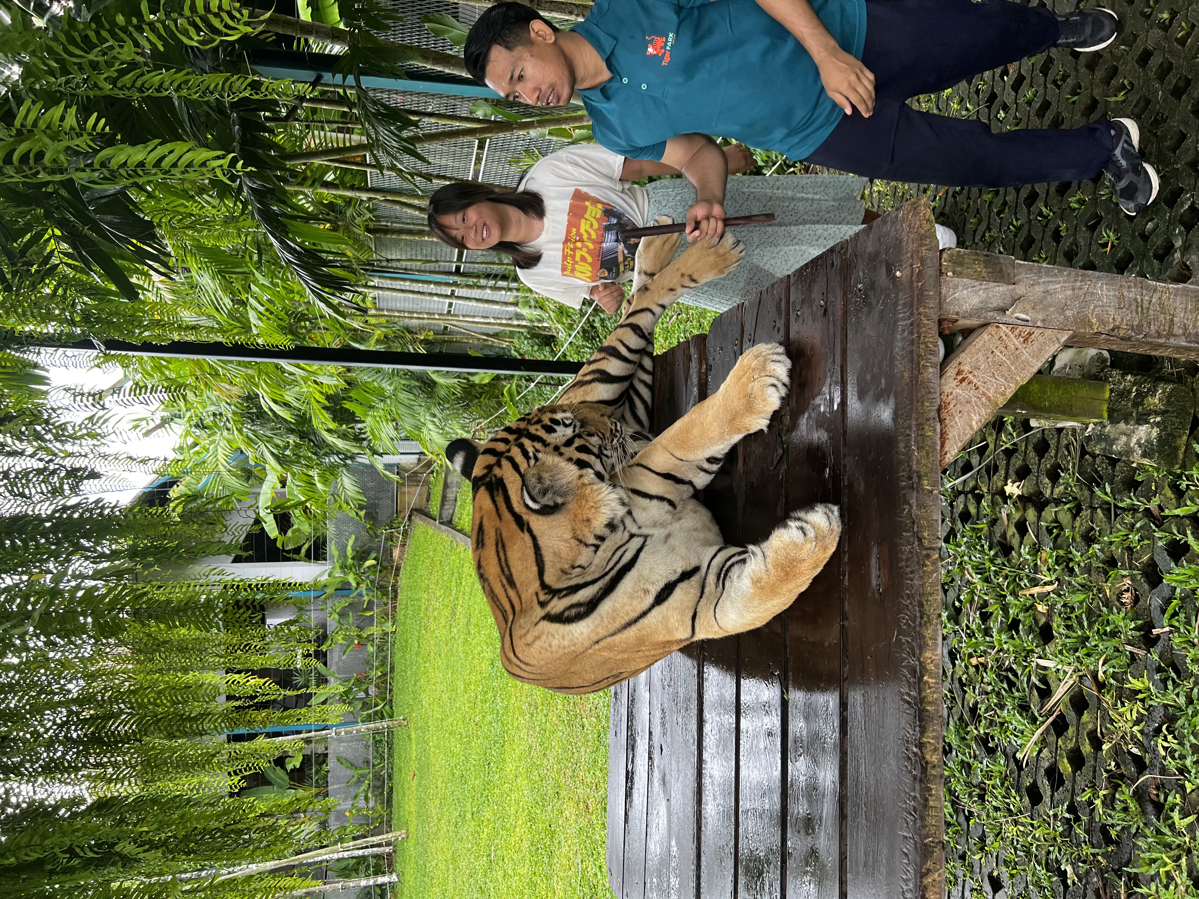 a picture of kelley with a tiger in thailand