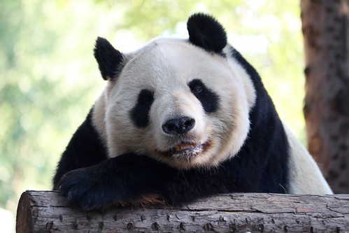 a panda in Beijing zoo