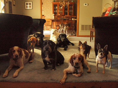 A picture of a group of dogs with different breeds in a living room.