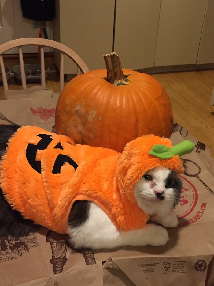 Cat in a Pumpkin Costume