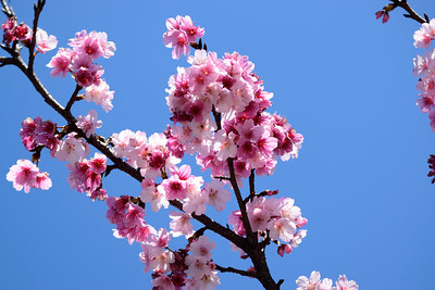 Blooming-cherry-blossom