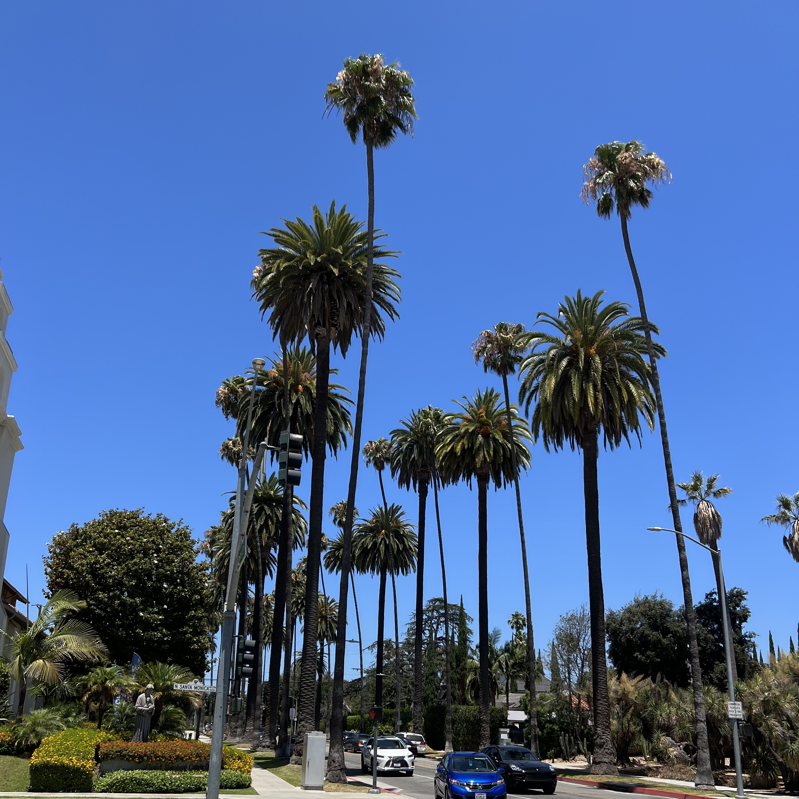coconut trees in LA