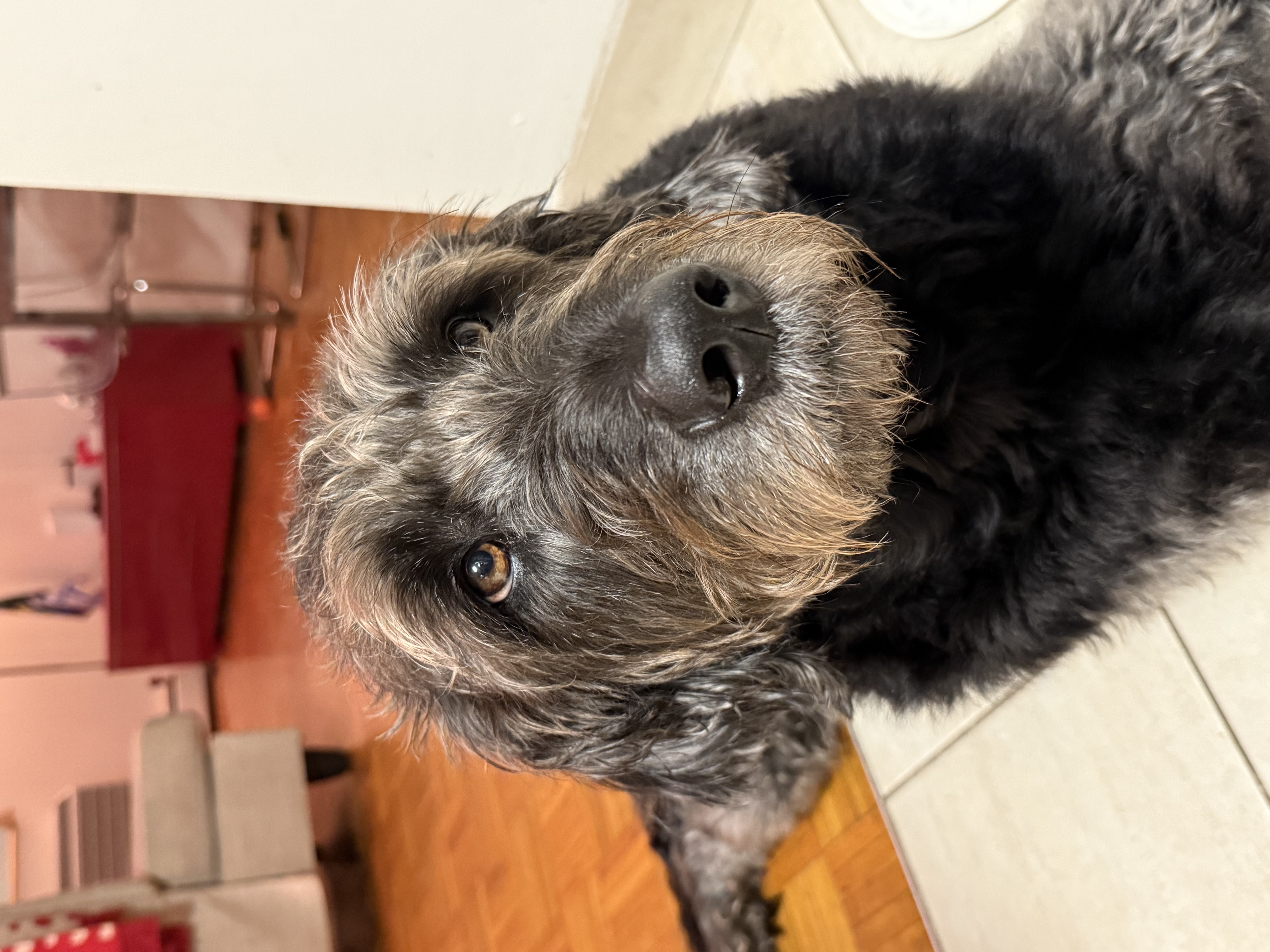 Layla the dog
