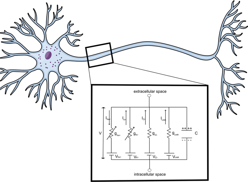 Hodgkin-Huxley Model; https://www.researchgate.net/figure/Hodgkin-Huxley-Model-circuit-representation-of-the-neuronal-membrane-The-circuit_fig1_327250904