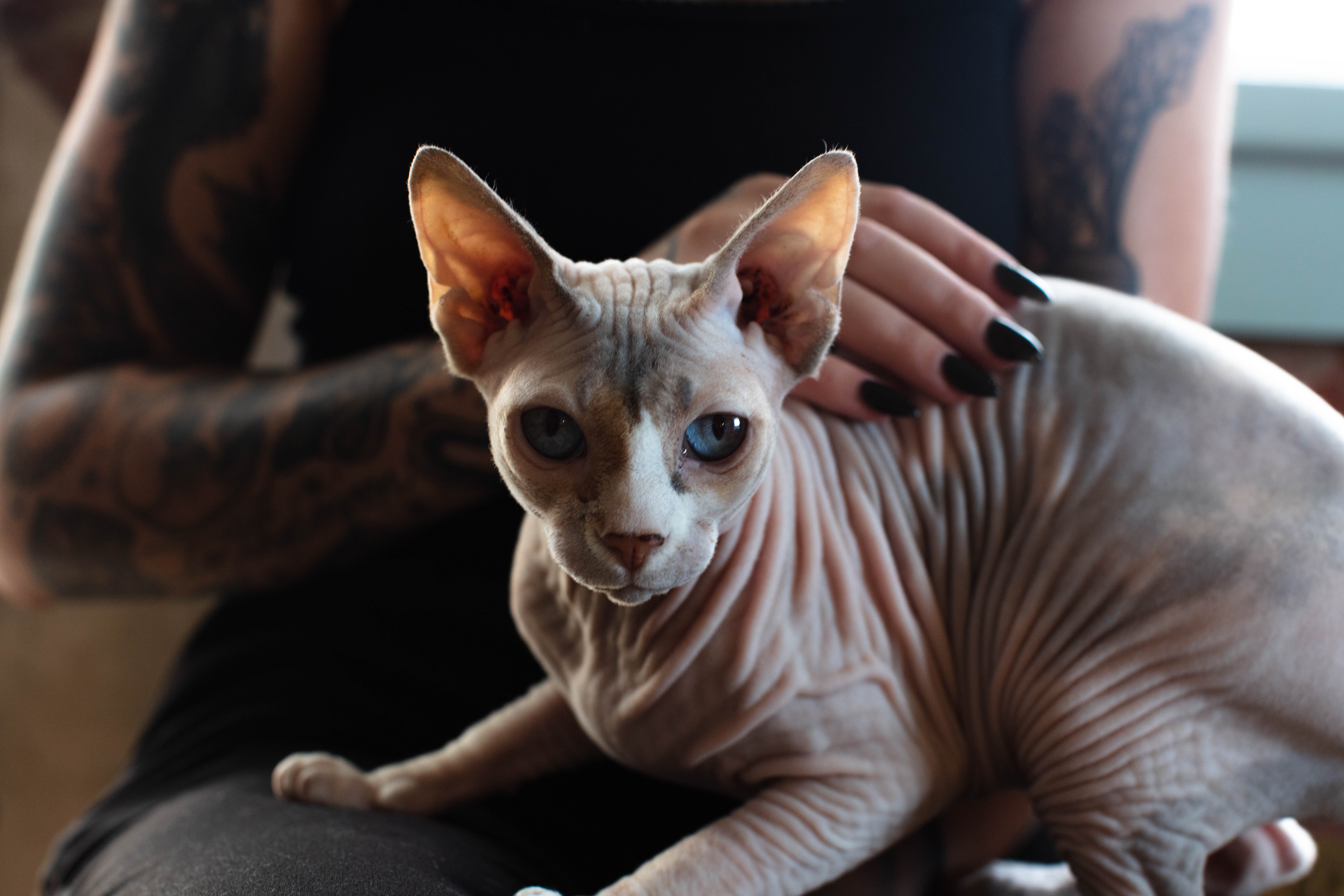 Sphynx cat sitting on a person's lap