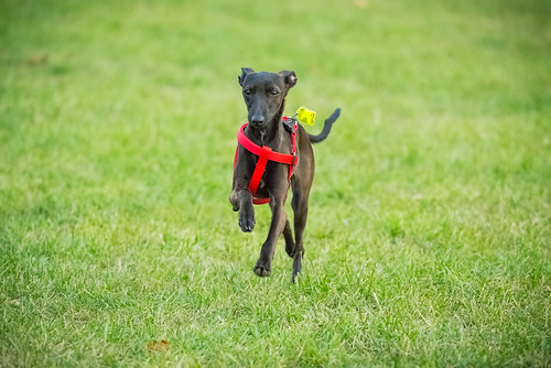 Italian Greyhound Running