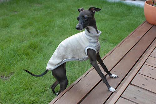 Italian Greyhound in Sweater