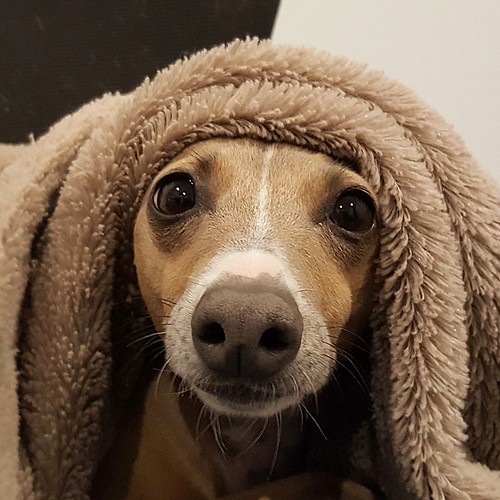 Italian Greyhound under a Towel