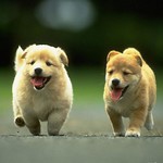 Two golden retrievers