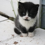 Sleepy kitten