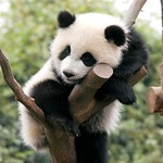 Panda on tree