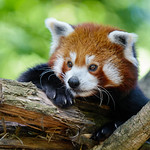 Racoon up close