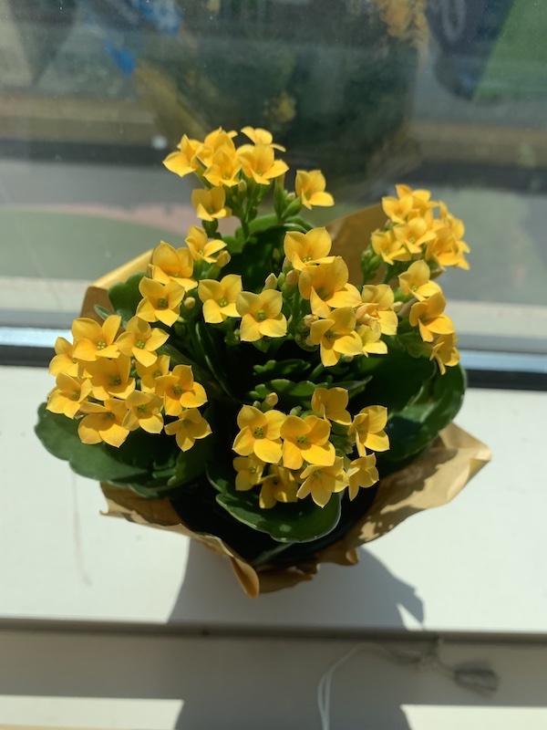 Aerial view of flowering yellow kalanchoe plant
